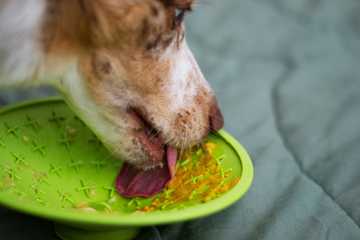 caida excesiva de pelo en perros