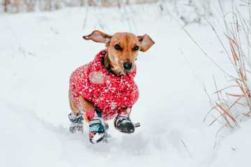 protect dogs feet in winter