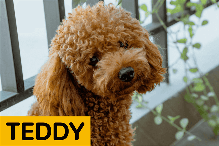 top male dog names