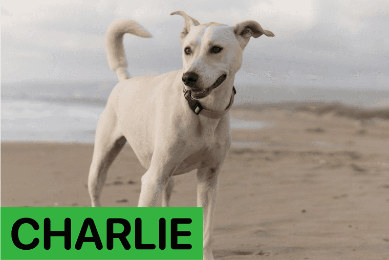 nombres para perros machos
