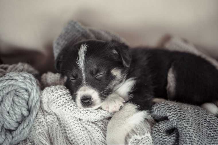 como hacer que un cachorro duerma toda la noche sin llorar