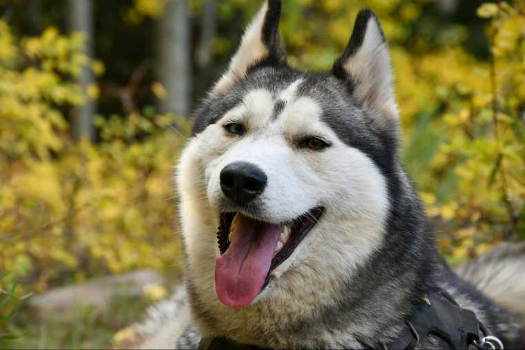 best way to get a dog to stop barking