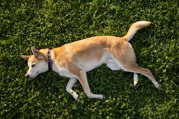 dog trick