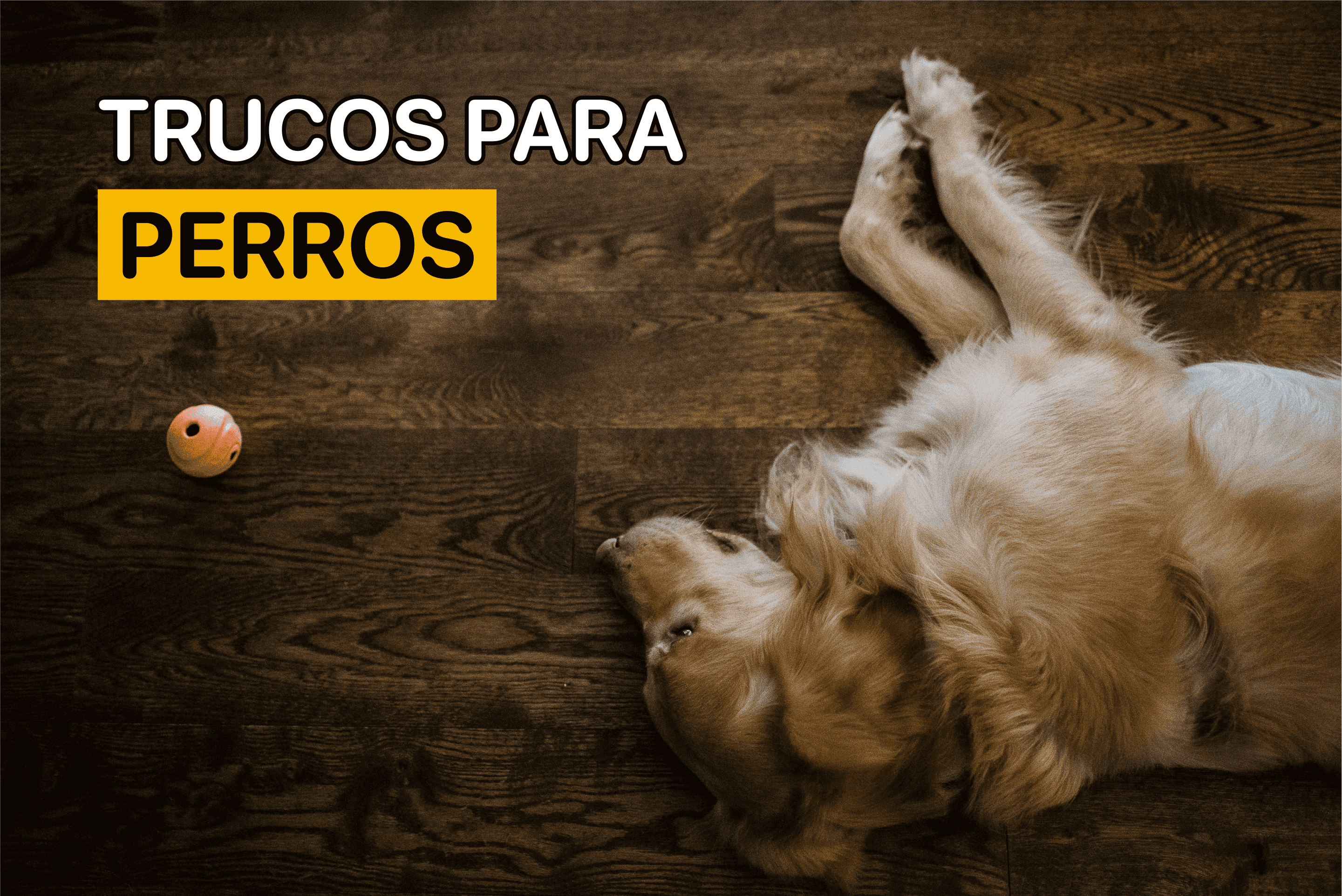 trucos para perros