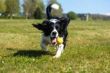 dog tricks list