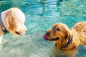 how to teach a puppy to swim
