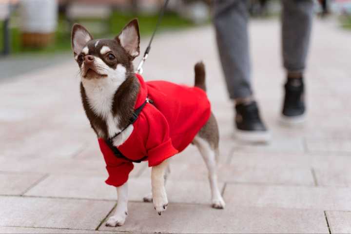 Image showcasing Hypothermia in Dogs: Signs, Risks, and Prevention Tips