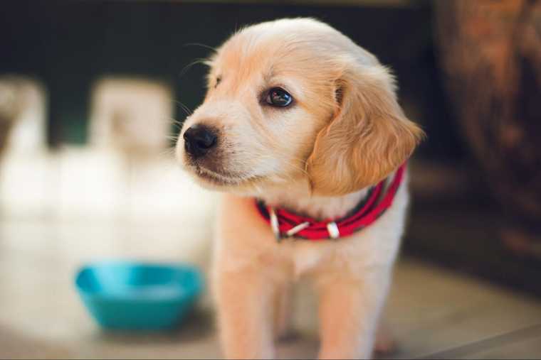 cada cuanto debe comer un perro cachorro