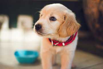 amount of food for dog by weight