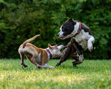 perro agresivo