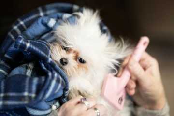 why do dogs shed