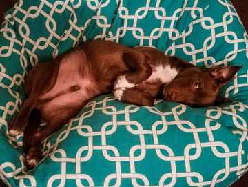 mi perro duerme boca arriba
