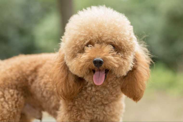 goldendoodle height