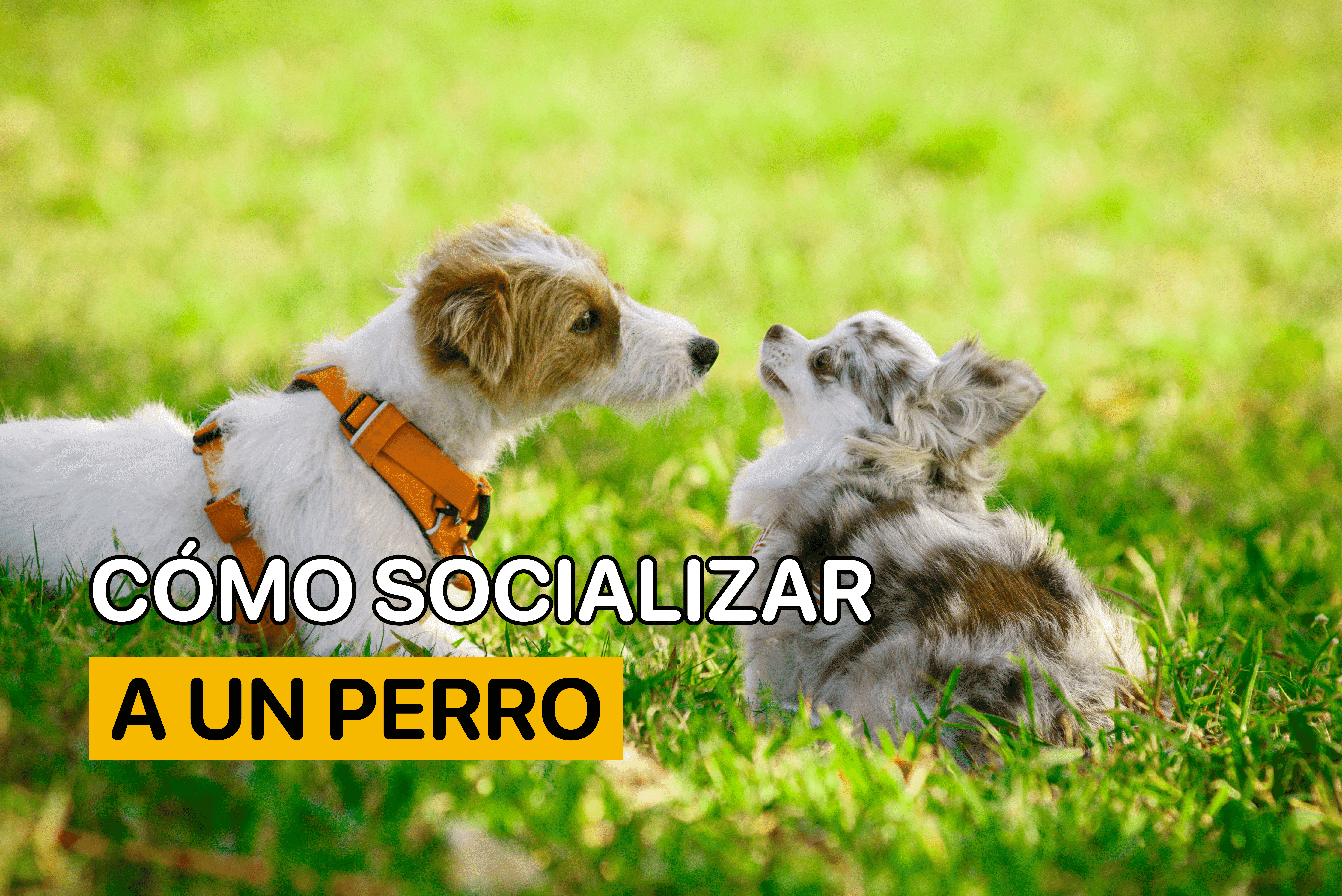 como socializar a un perro