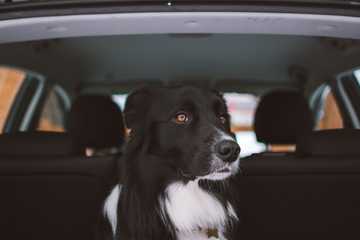 safe temp to leave dog in car