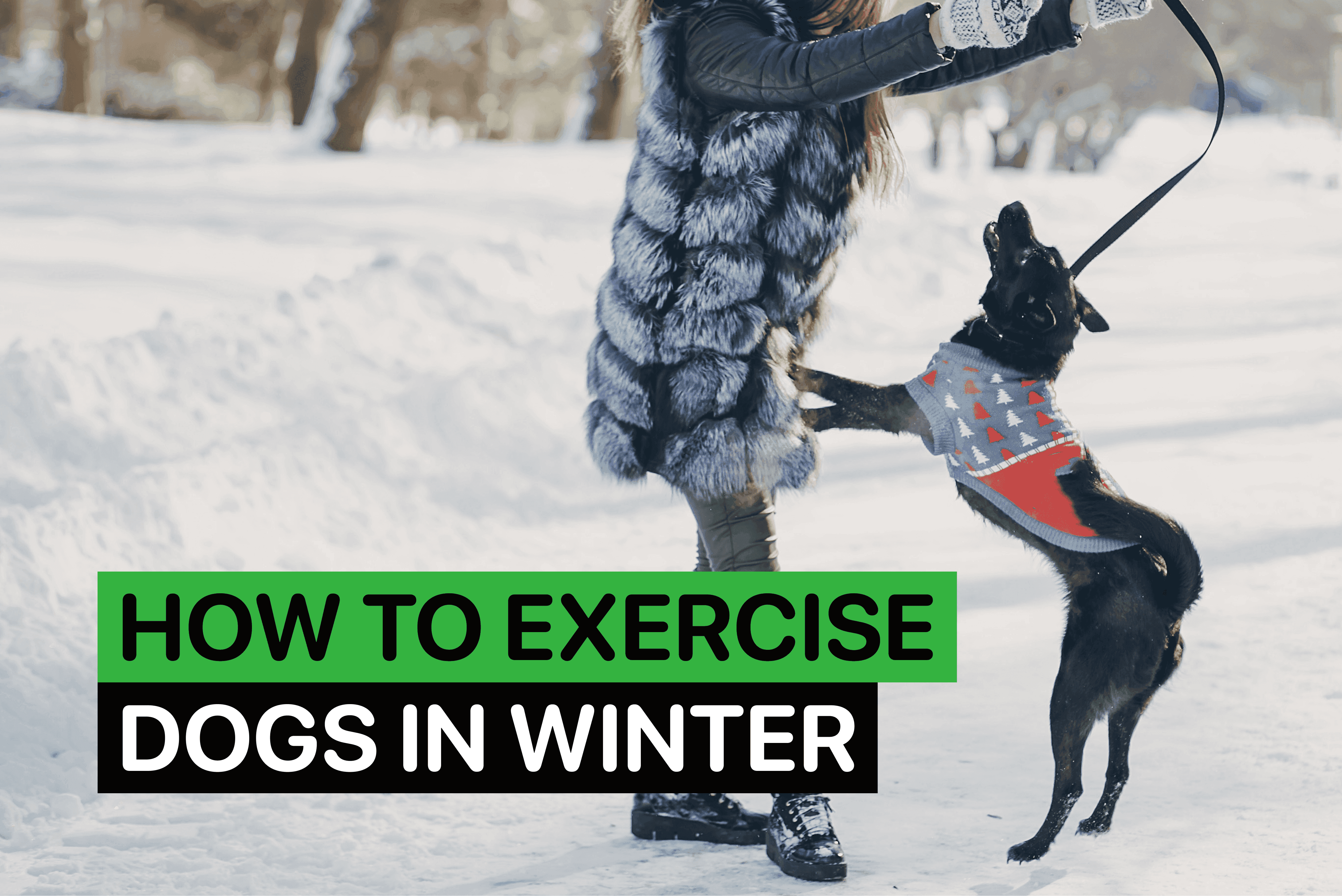 how to exercise dogs in winter