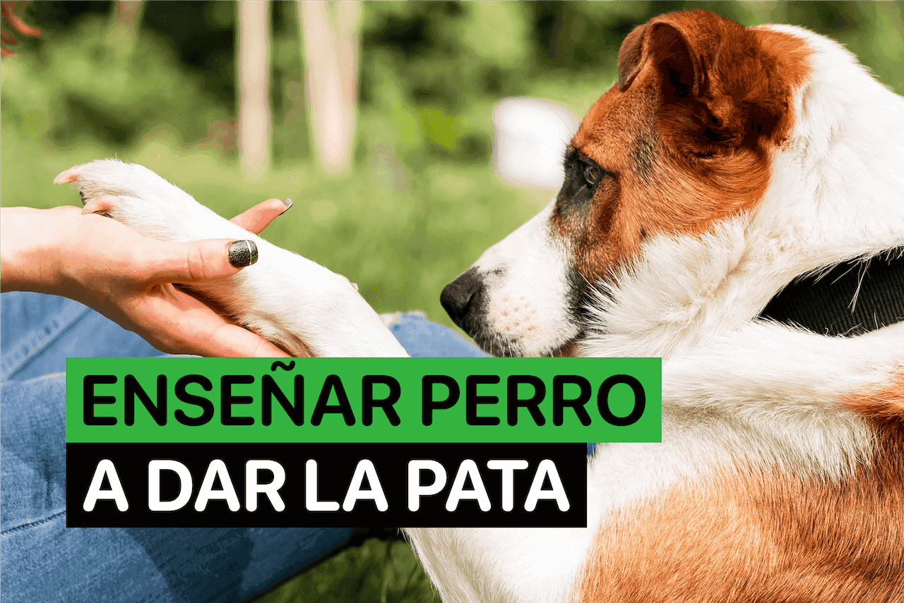 como enseñar a un perro a dar la pata