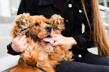 dogs biting their paws