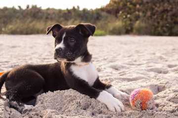 training a puppy