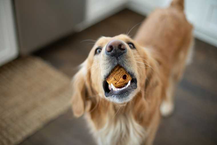 how to stop a dog from chewing on things