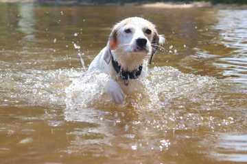 how do dogs learn to swim