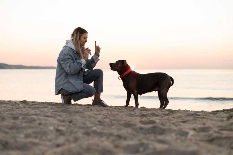 estimulacion mental en perros