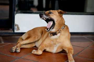 perro estresado