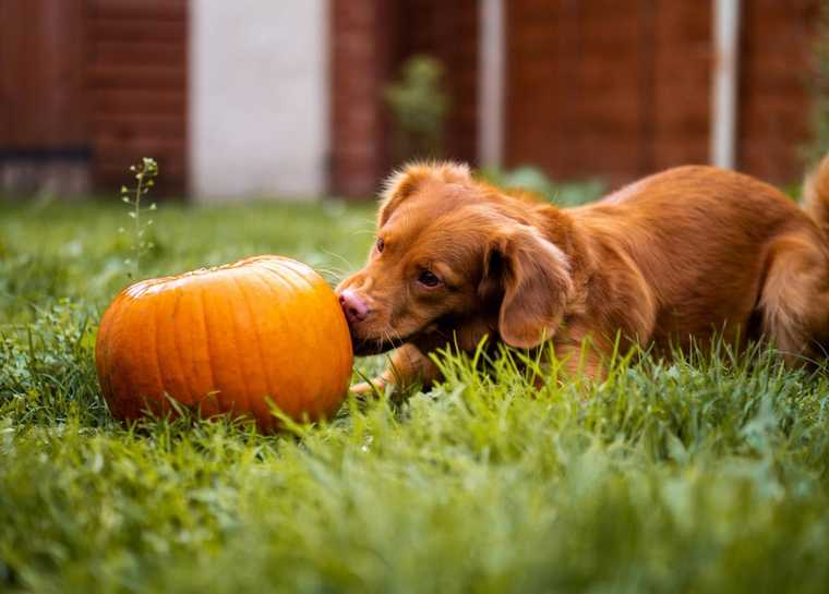 how to get my dog to eat pumpkin