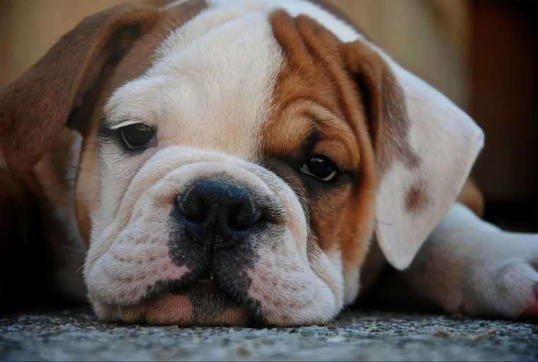 how to stop puppy from barking