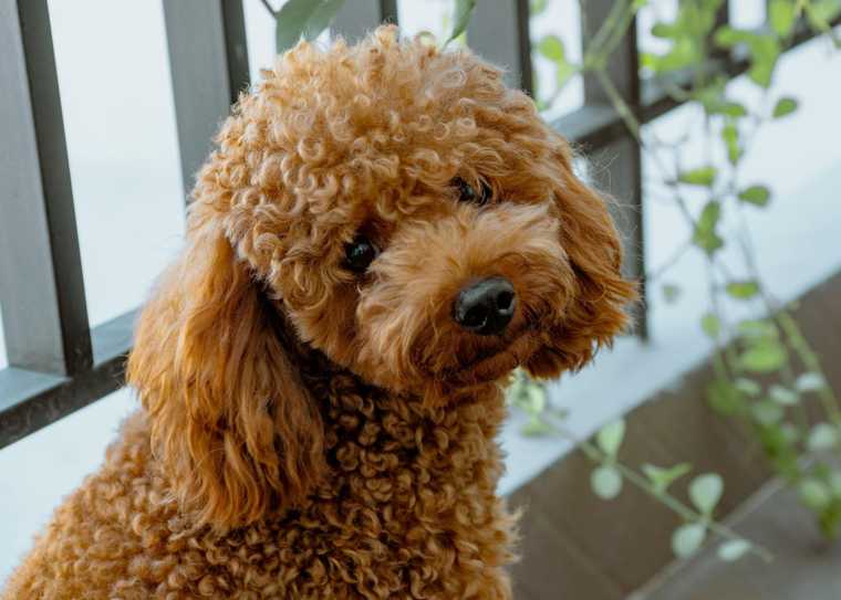 top male dog names