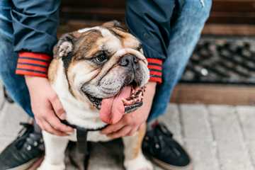 signs of dog heat stroke
