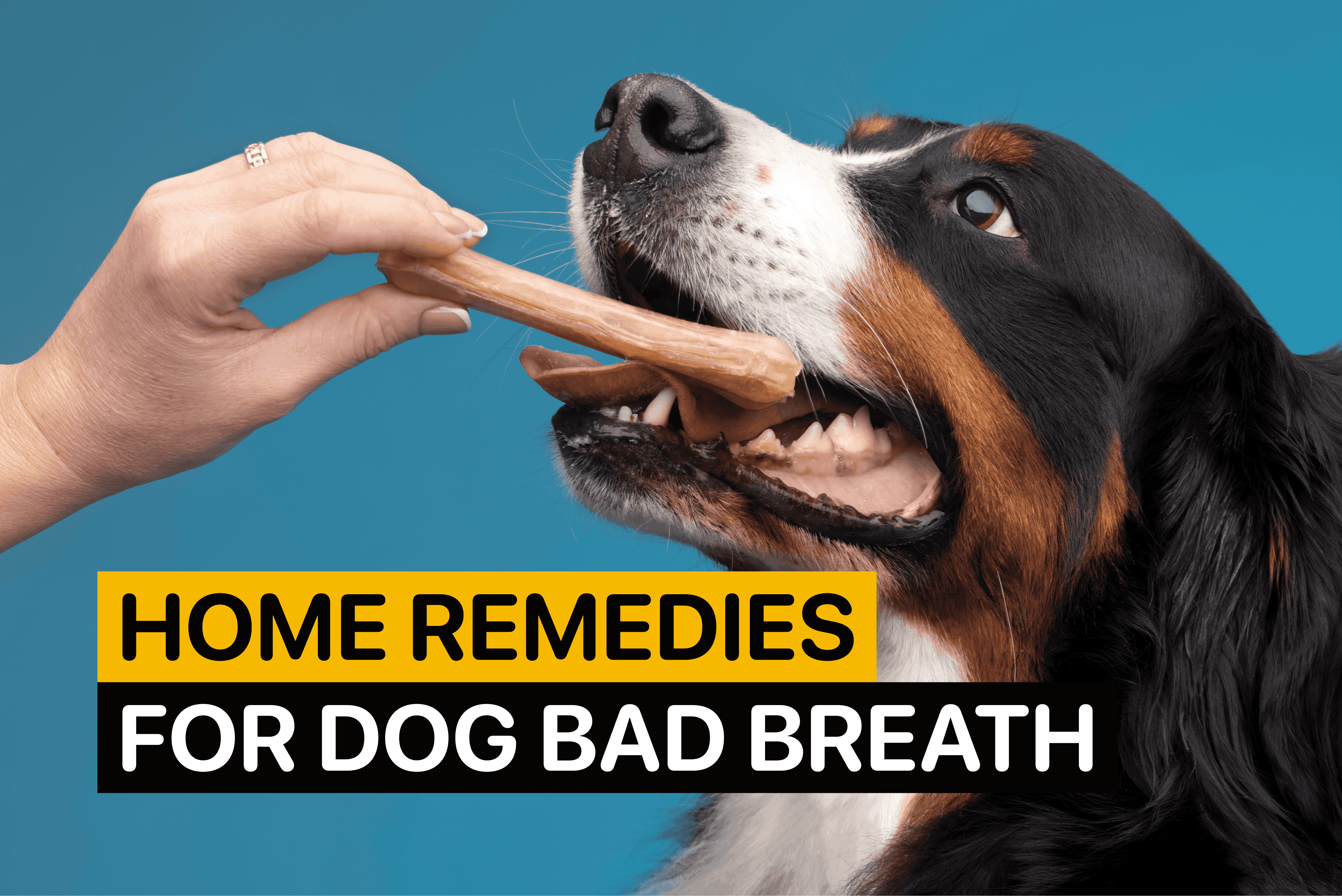 home remedies for dog bad breath