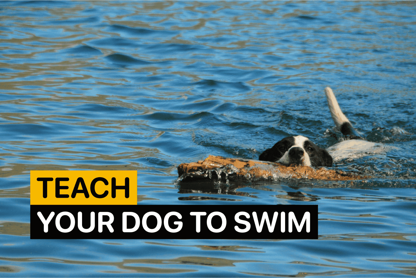Teach your Dog to Swim