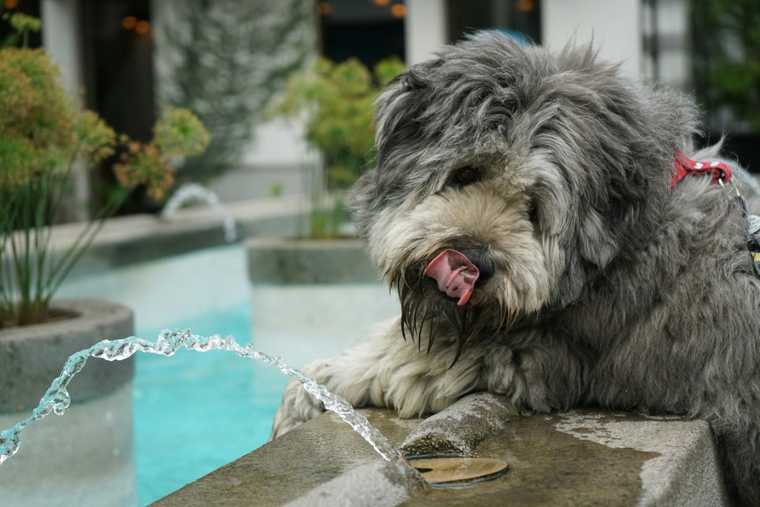 como calmar el jadeo de un perro