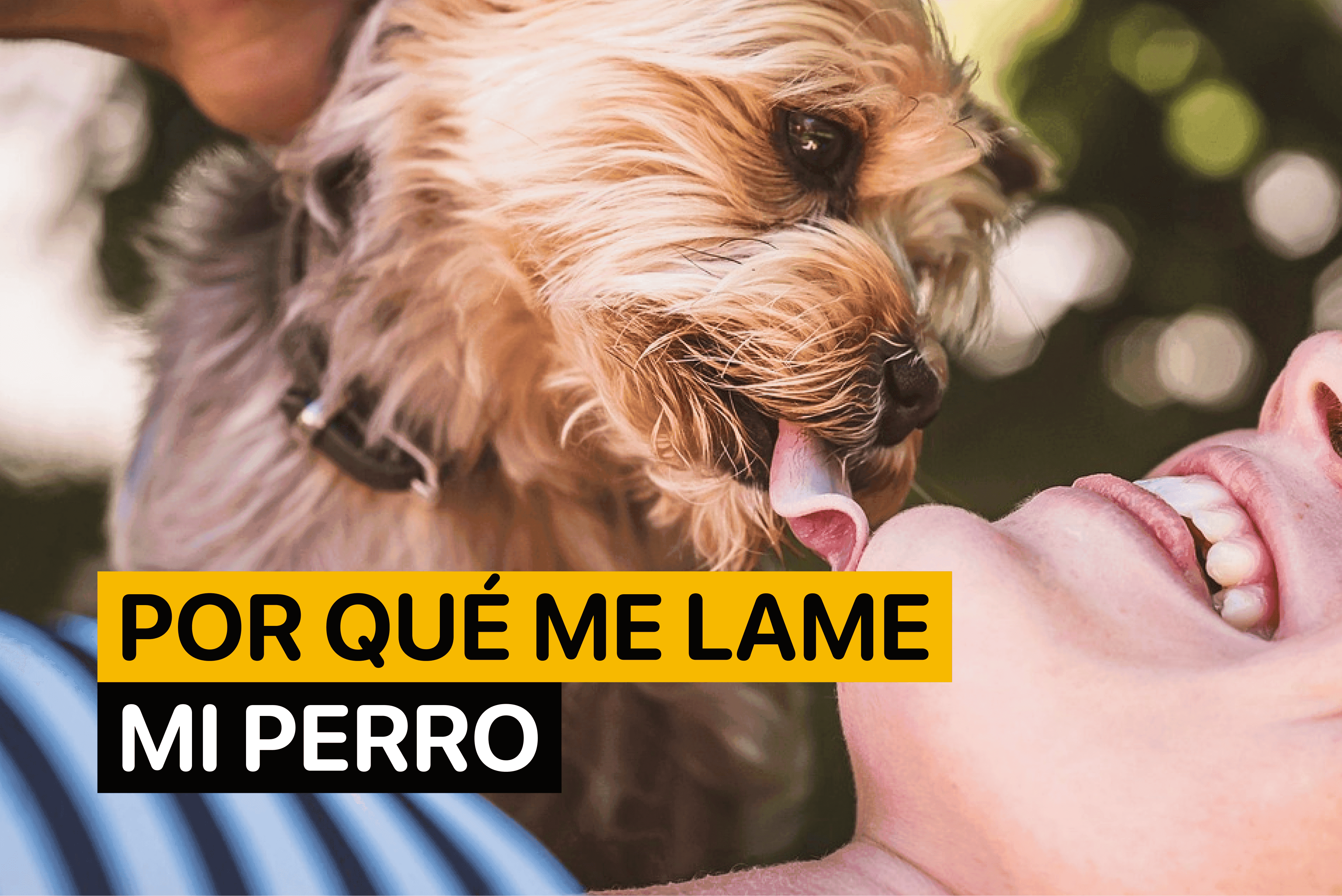 porque mi perro me lame