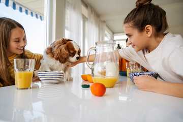 can dogs have orange juice