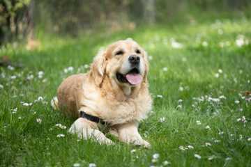 training my dog to be an emotional support animal