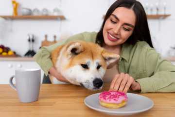 dog asking for food