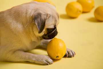 can dogs have oranges