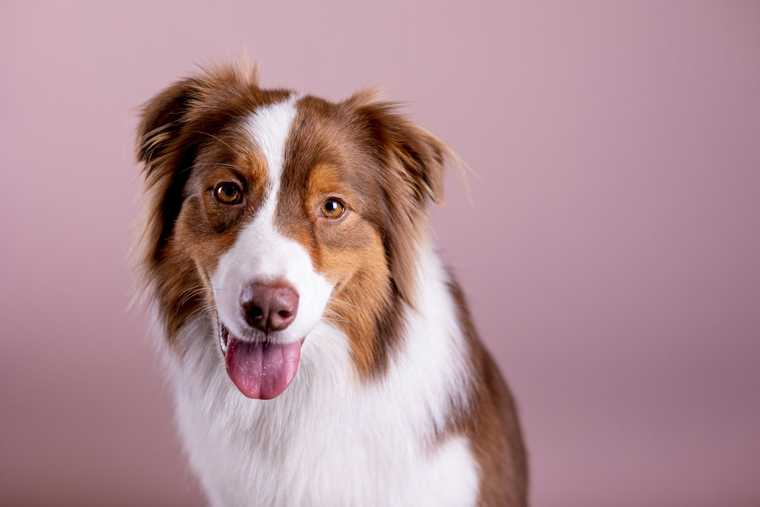 pastor australiano cachorro