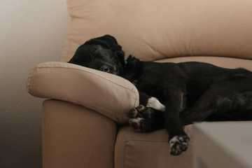 posturas perro dormir
