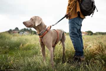 what to do if your dog eats poop