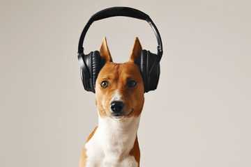 dog songs playlist