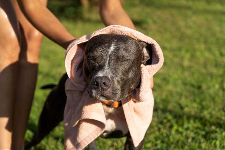 dog heat exhaustion treatment