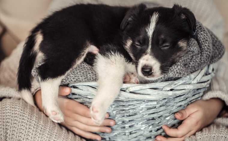 crecimiento de cachorros