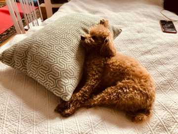 what small dogs are hypoallergenic
