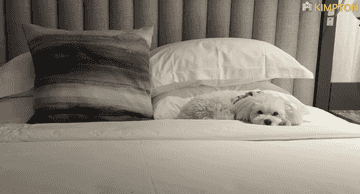 pet friendly hotels new york city