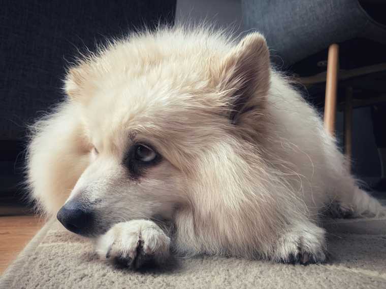 how to help an anxious dog