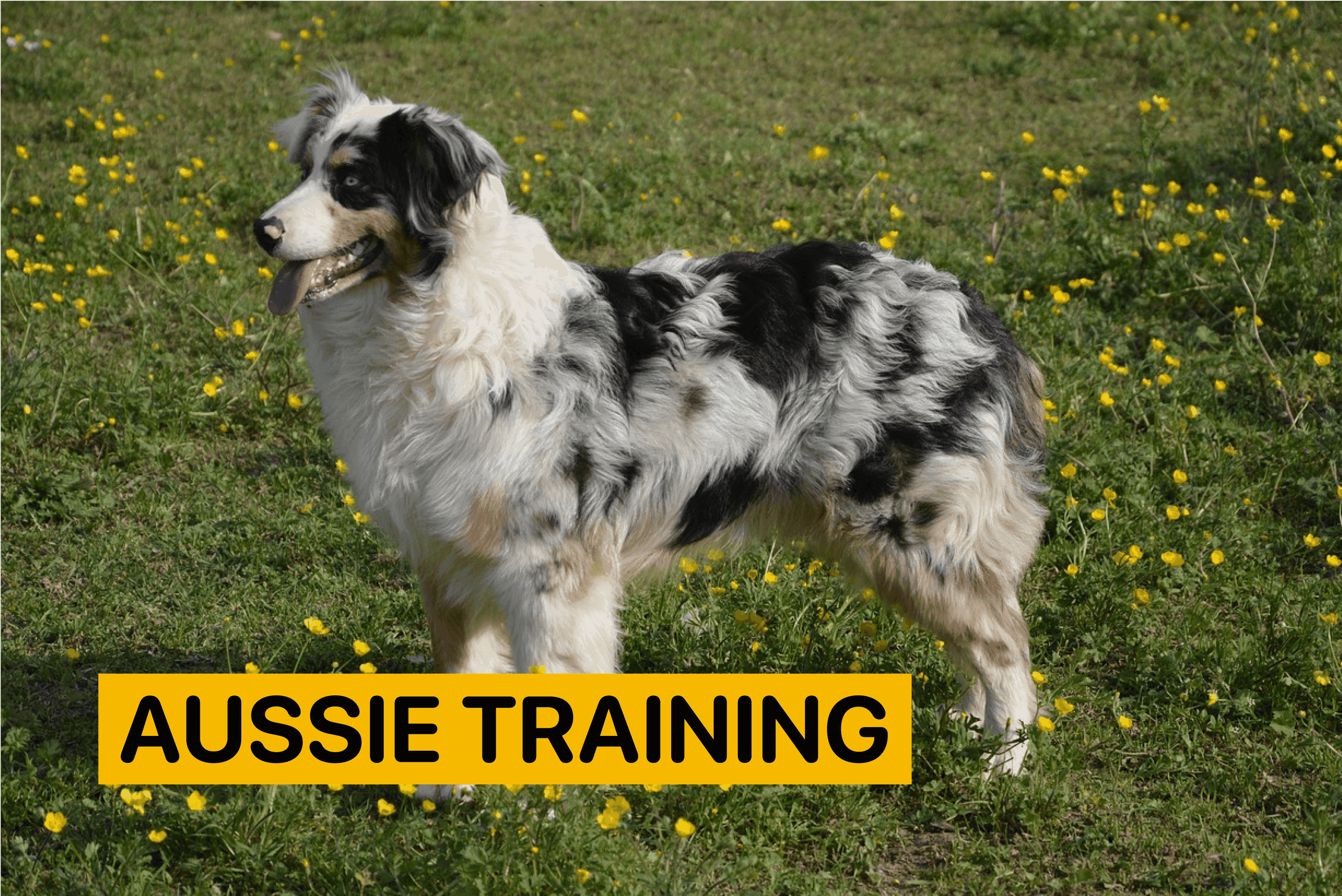 aussie training