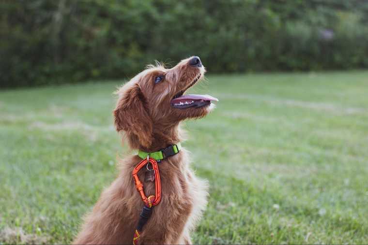 how to get a puppy to stop whining